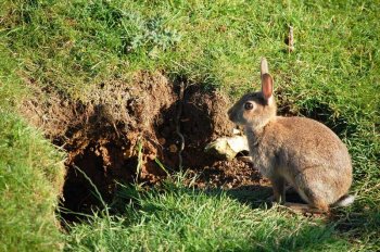 Aconcaex traslada al Gobierno extremeño la necesidad de recuperación del conejo de monte